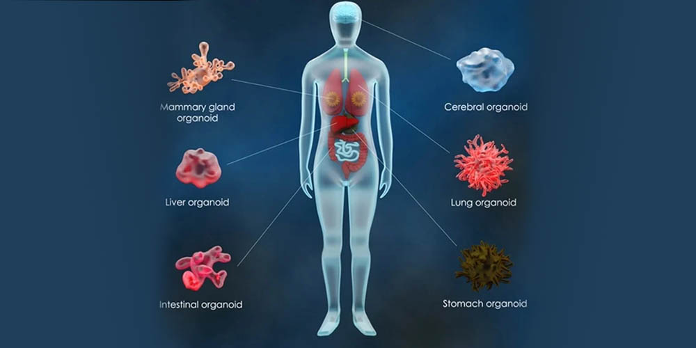 organoides-que-son
